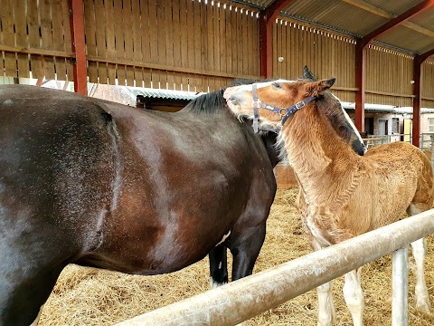 Cotebrook Shire Horse Centre