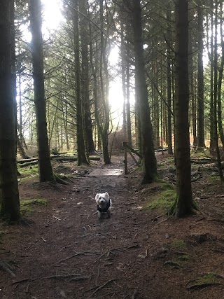 Langlands Moss Local Nature Reserve