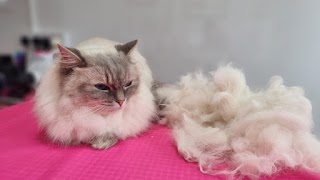 Coventry cat groomers