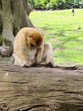 Trentham Monkey Forest