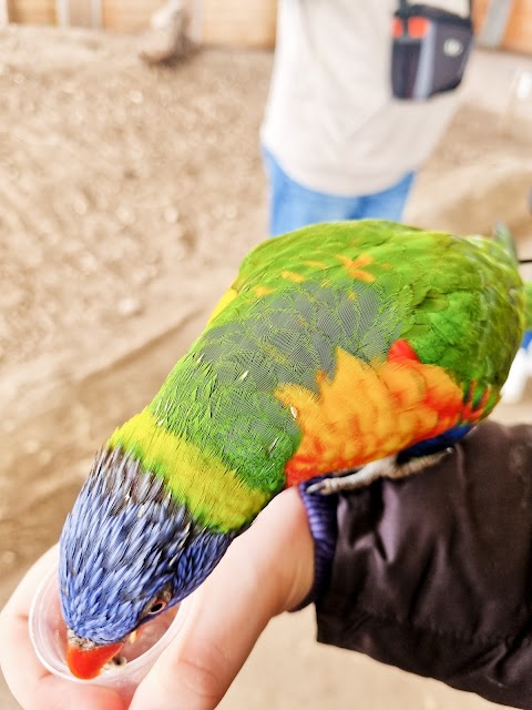 Lorikeet Landing - Twycross Zoo