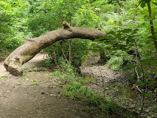 Badock's Wood