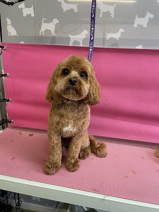 Picture Pawfect Groomers