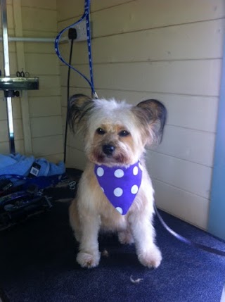 Barking Bliss Dog Grooming