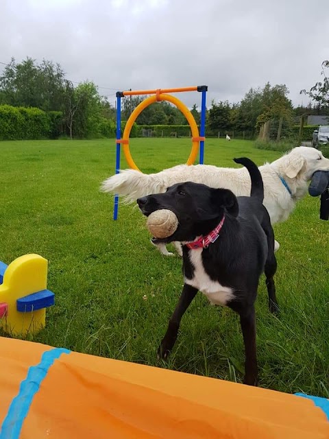 Fern Boarding Kennels