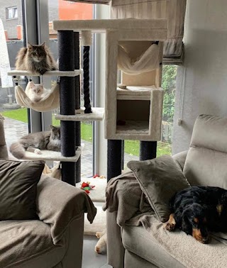 Cat Tree UK - The UK's Leading Cat Tree Retailer