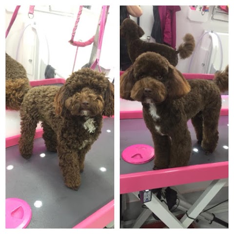 Pawsome Dogs - Dog Grooming Woodley