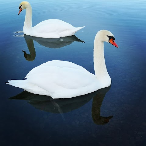 Musselburgh Lagoons