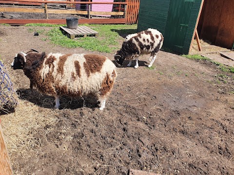 Little Al's Urban Farm