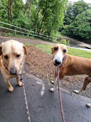 lambeg dog walkers