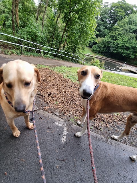 lambeg dog walkers