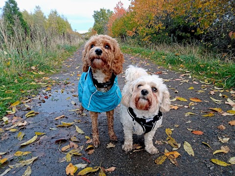 Buddy's Walking Adventures