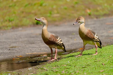 WWT London Wetland Centre