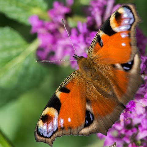 RSPB Belfast's Window on Wildlife