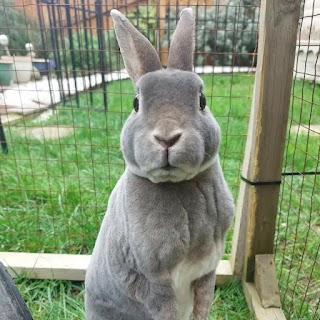 Brinsworth Bunny Boarding