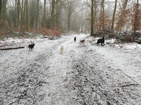 CaNine 2 Five - Dog Walking Stroud & Stonehouse