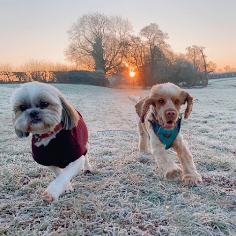 Happy Hounds Coventry Dog Walking and Day Care