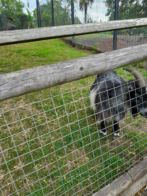 Horniman farm animals