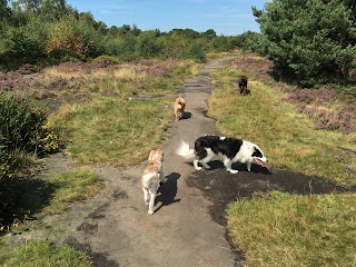 wirral dog walking service