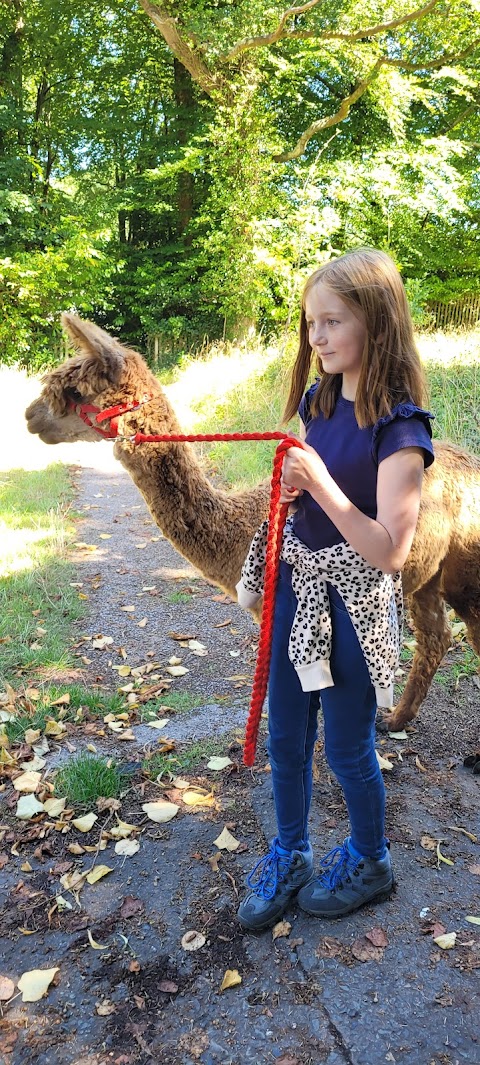 Mount Edgcumbe Alpaca Experience Cornwall