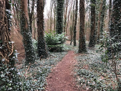 Narrow Water Forest