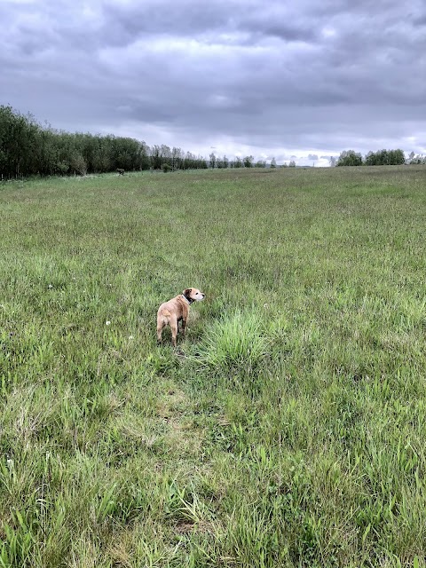 Shardy's K9 Walks