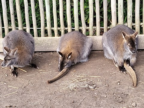 Wild Zoological Park