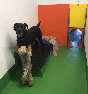 Bellinter boarding kennels cheap