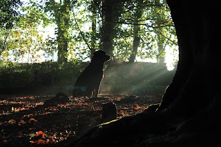 Woodland Walkies