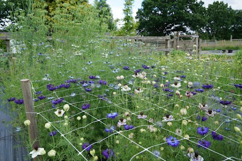 Moorfield Farm Flowers