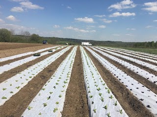 Organic Garden