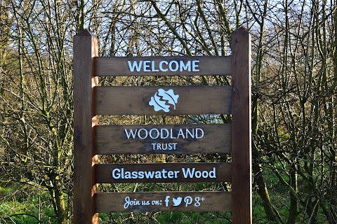 Glasswater Wood