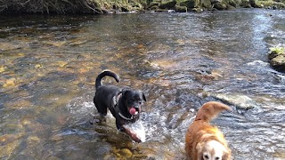 Dog walker Ivybridge