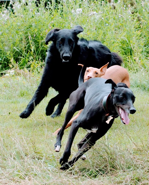 Pack Buddies Doggy Daycare Southampton