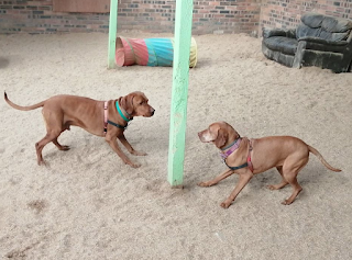 Bark n Fly Dog Day Care and Boarding Kennels