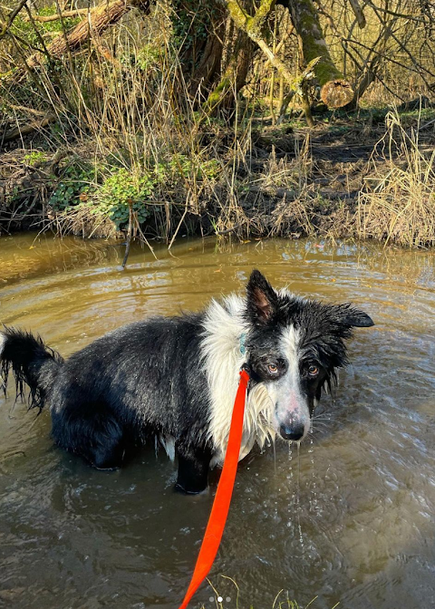 Peninsula Paws | Dog Walker