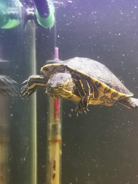 Shell-Tur Turtle & Reptile Rescue