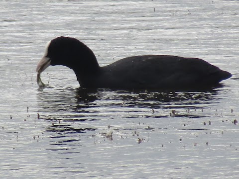 Willington Wetlands Nature Reserve