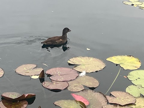 Rouken Glen Pond