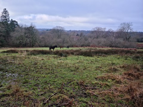 Bolderwood Deer Sanctuary