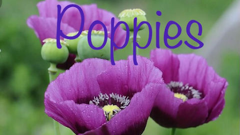 Poppies Florist Liverpool