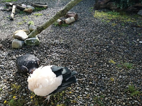 Emerald Park petting zoo