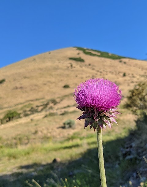 Emily's Flowers