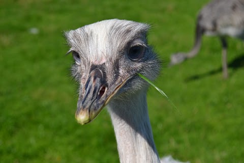 Attwell Farm Park