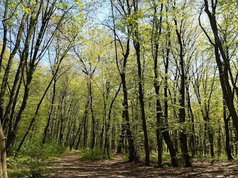 Найсмачніший шашлик по дорозі на Світязь (Зона відпочинку "Узлісся")