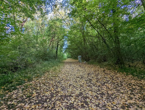 Lower Woods Nature Reserve