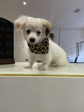 Puppercuts Dog Grooming Airdrie