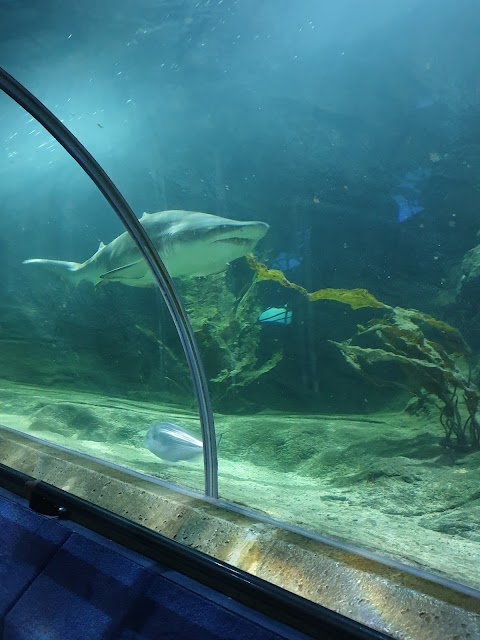 Deep Sea World