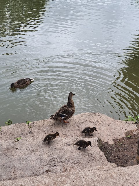 Winterbourne Duck Pond