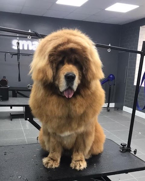 Manchester Dog Groomers